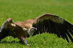 griffon vulture