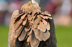 griffon vulture