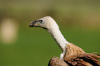 Eurasian griffon