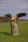 Eurasian griffon