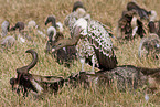 Eurasian griffons