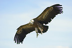 flying Griffon Vulture