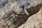 Eurasian griffon