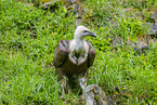 Griffon vulture