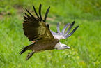 Griffon vulture