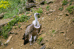 Griffon vulture