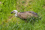 Griffon vulture