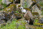 Griffon vulture