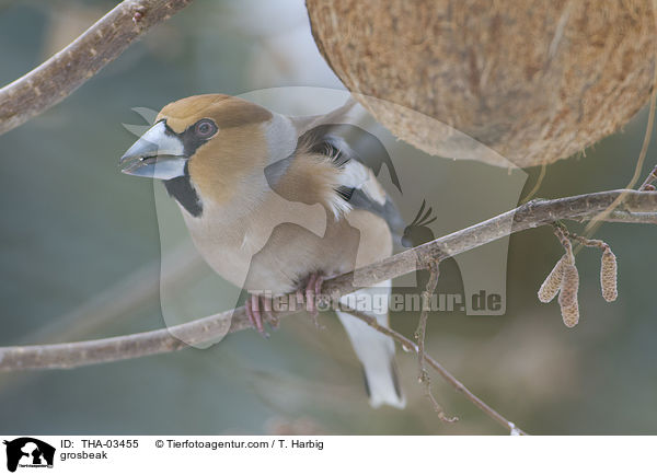 Kernbeisser / grosbeak / THA-03455