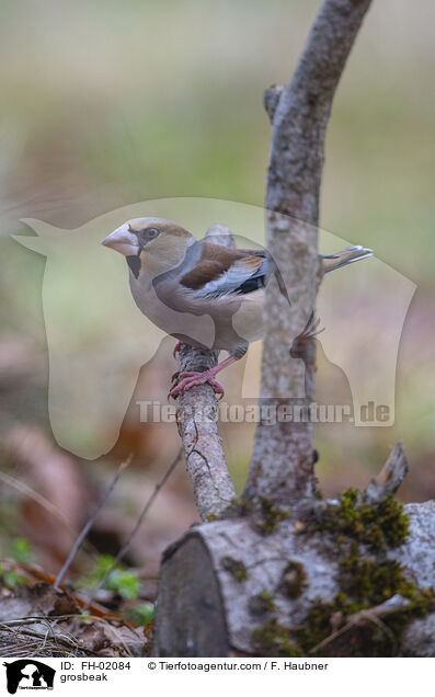 Kernbeisser / grosbeak / FH-02084