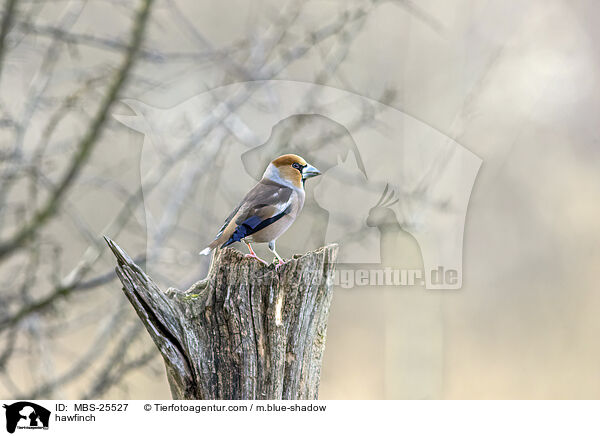 Kernbeisser / hawfinch / MBS-25527