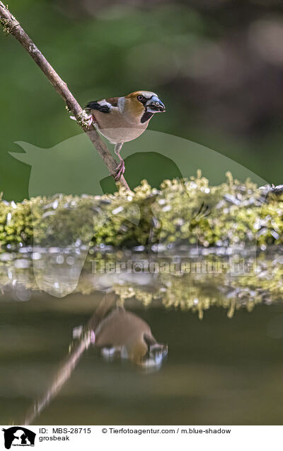 grosbeak / MBS-28715
