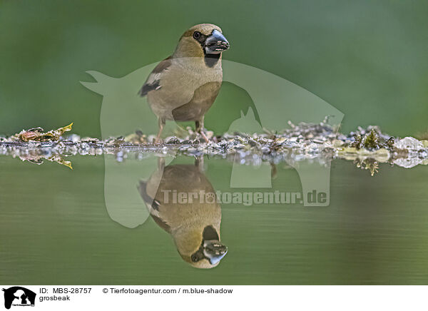 Kernbeisser / grosbeak / MBS-28757