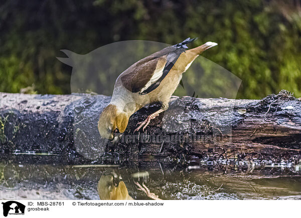 grosbeak / MBS-28761