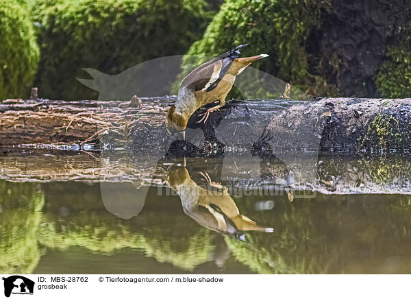Kernbeisser / grosbeak / MBS-28762