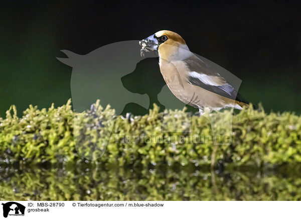 Kernbeisser / grosbeak / MBS-28790