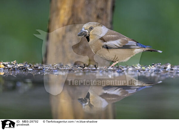 grosbeak / MBS-28792
