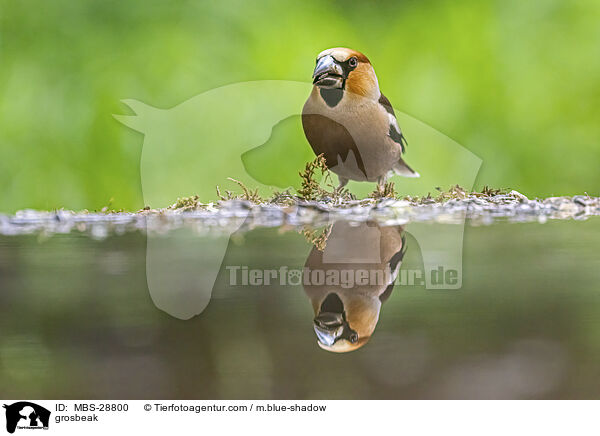 grosbeak / MBS-28800