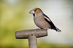 grosbeak