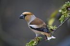 grosbeak