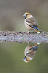 grosbeak