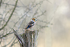 hawfinch