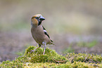 grosbeak