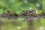 grosbeak