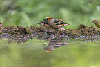 grosbeak
