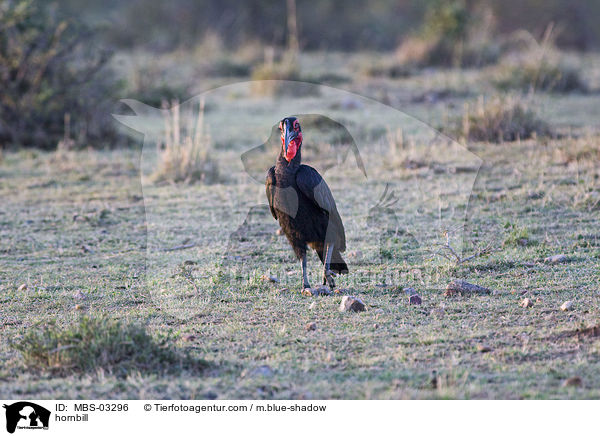 hornbill / MBS-03296