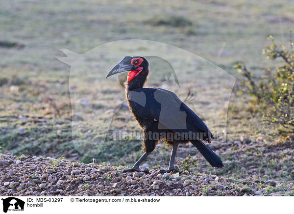 Hornrabe / hornbill / MBS-03297