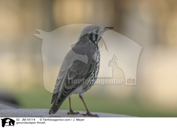 Akaziendrossel / groundscraper thrush / JM-18114