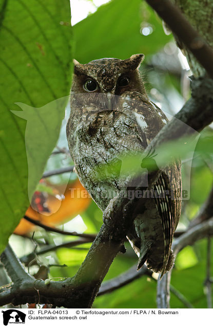 Guatemalan screech owl / FLPA-04013