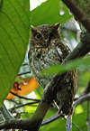 Guatemalan screech owl