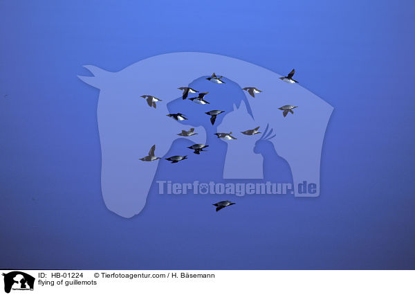 fliegender Lummenschwarm / flying of guillemots / HB-01224