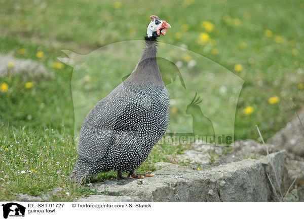 Perlhuhn / guinea fowl / SST-01727