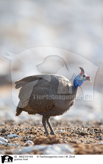 Perlhuhn / guinea fowl / MAZ-03169