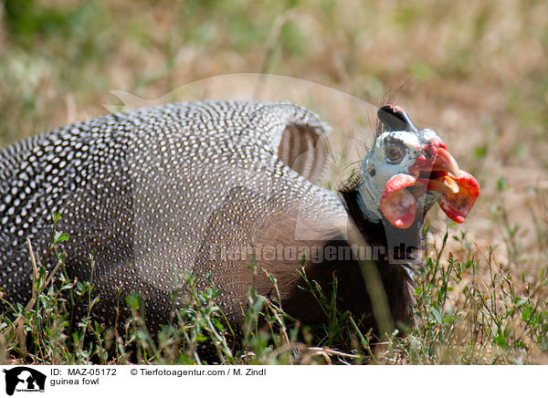 Perlhuhn / guinea fowl / MAZ-05172