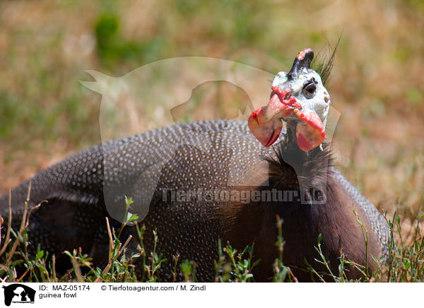 Perlhuhn / guinea fowl / MAZ-05174