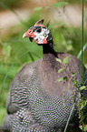 guineafowl