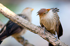 guira cuckoo