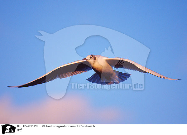 Mwe / gull / DV-01120