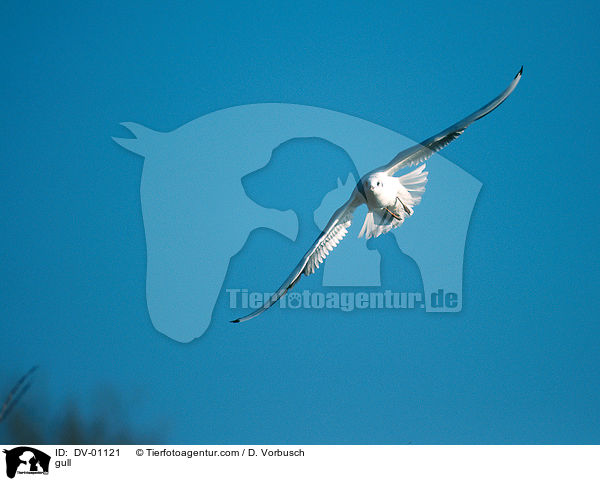 gull / DV-01121