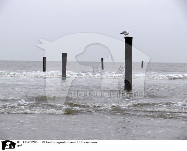 gull / HB-01265