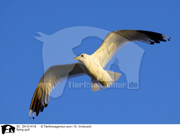 fliegende Mwe / flying gull / DV-01416