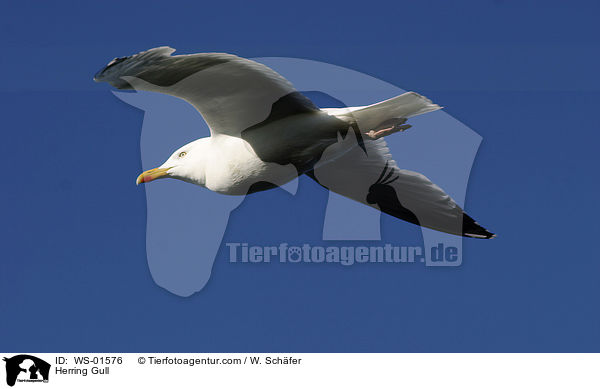 Herring Gull / WS-01576