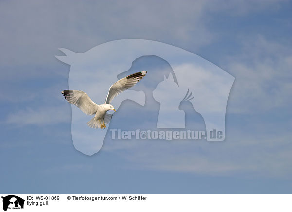 fliegende Mwe / flying gull / WS-01869