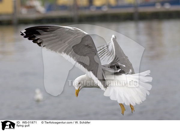fliegende Mwe / flying gull / WS-01871
