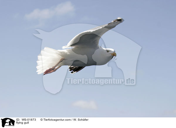 fliegende Mwe / flying gull / WS-01873