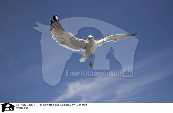 fliegende Mwe / flying gull / WS-01874